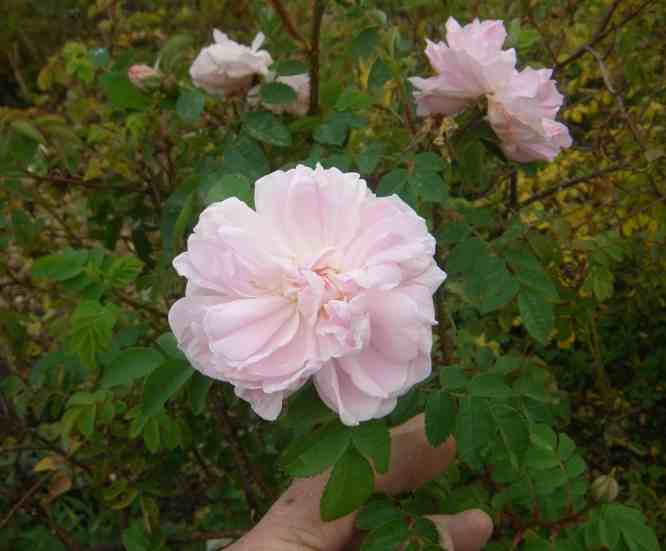 Halbgefüllte zart weiß-rosa Blüten am Strauch.