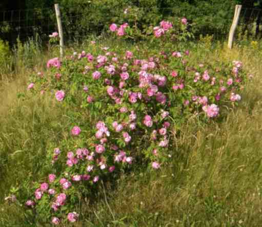 ‘Stratosfera’, blühender Strauch um 120 cm in Wiese.