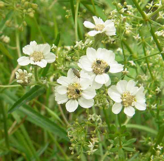 Kleine weiße offene Blüten mit einigen Insekten.
