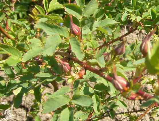 ‘Suzanne’, frühe rötliche Knospen im April.