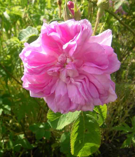 “Tante Dora”, wohlgeformte rosa Einzelblüte mit Knopfauge, Nahaufnahme.