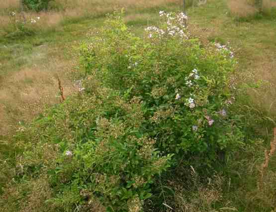 ‘Tapis Volant’, erneut in kleinen weiß-rosa Blüten aufblühender dichter Strauch.