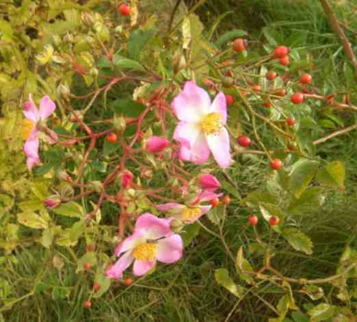 Kleine ovale rote Früchte mit kleiner Herbstblüte offener pink-weißer Blumen.