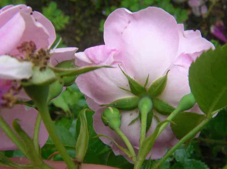 ‘Therese von Jakob’, Blüten von unten aufgenommen, längliche glatte Kelche und Kelchblätter.