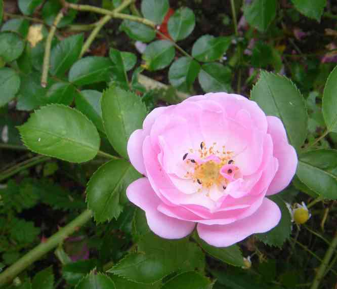 ‘Therese von Jakob’, Schalenform einer Blüte.