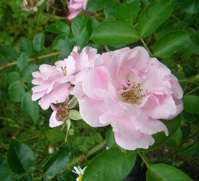 ‘Therese von Jakob’, verblühende, leicht aufhellend rosafarbene Blüten.