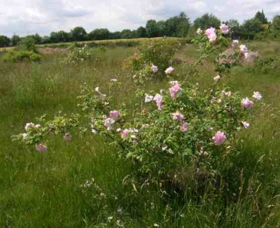 ‘Thusnelda’, etwas lichter blühender Strauch um 150 cm in Wiese.