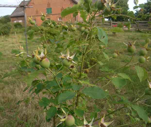 ‘Till Uhlenspiegel’, üppiger Fruchtbehang in noch grüner Farbe.