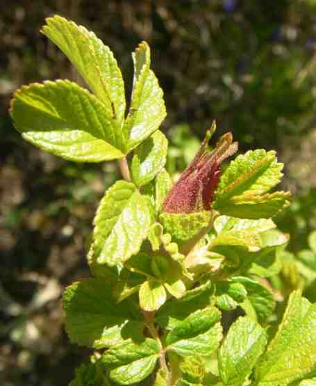 “Tornio”, frühe, etwas Farbe zeigende Knospe im April.