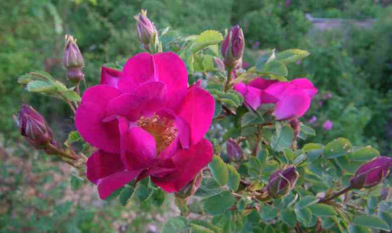‘Tove Jansson’, Blüten- und Knospen-Büschel am Strauch.