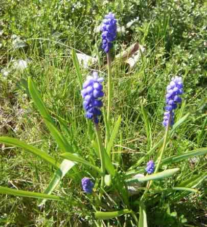 Blaue Blüten von Traubenhyazinthen.