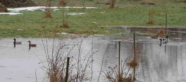 Nahaufnahme Enten im Regen-Teich.