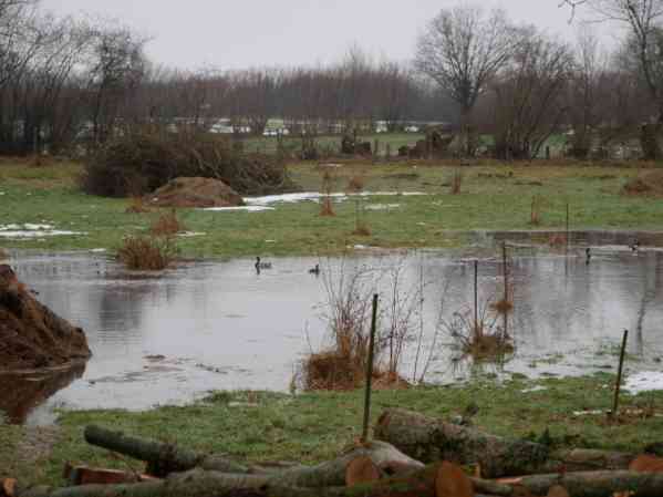 Regen-Teich mit Enten im Rosenpark.