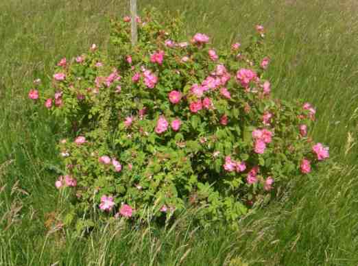 “Villosa-Rubiginosa-Duplex falsch”, blühender Strauch um 120 cm in Wiese.
