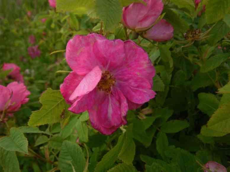 “Villosa-Rubiginosa-Duplex falsch”, leicht marmorierte pinke offene Einzelblüte.