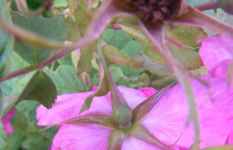 “Villosa-Rubiginosa-Duplex falsch”, Blüte von unten, kleine rundliche dunkelgrüne Kelche.