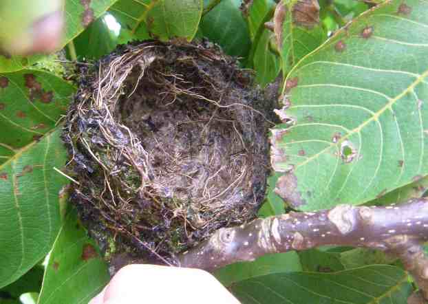 Kleines rundliches Vogelnest.