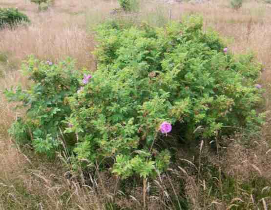 ‘Wasagaming’ dichter und breiter Strauch im 120 cm erneut aufblühend mit pinken Blüten locker gefüllt in Becherform.