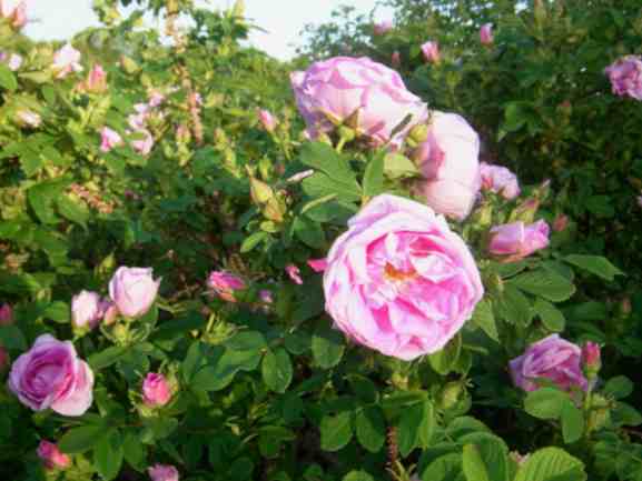‘Wasagaming’, rosa Blütenund Knospen den Trieben entlang.