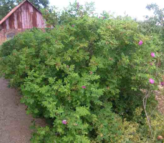 “Wasagmaning, falsch”, flache dicht gefüllte pinke Blüten verstreut an einem lockeren Strauch um 200 cm.