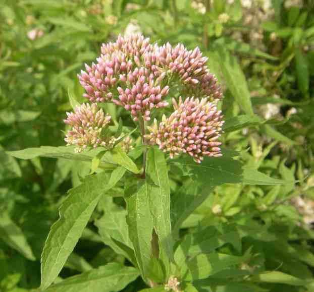 Rötlich in zahlreichen Knospen aufblühender Wasserdost.