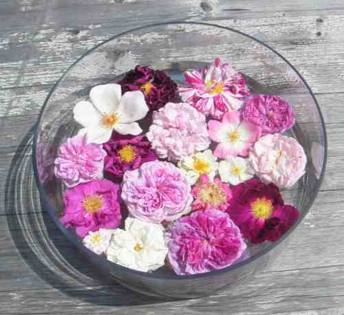 Wasserschale mit zahlreichen unterschiedlichen Rosenblüten.