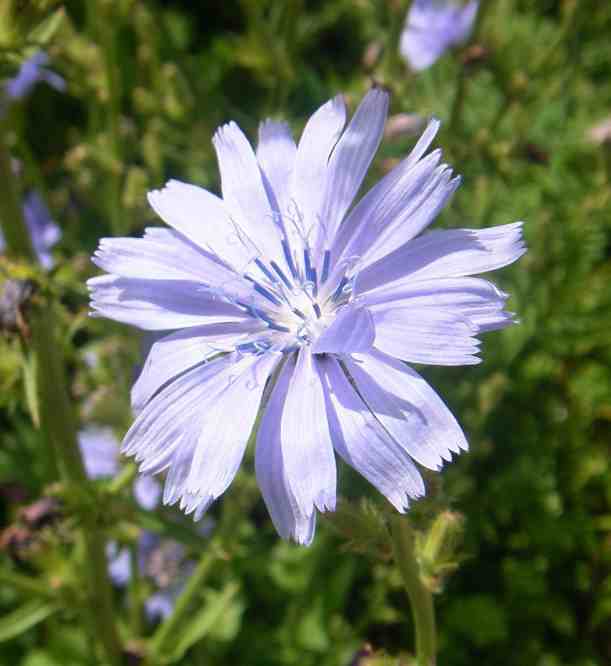 ‘Wegwarte’, blaue Einzelblüte, Nahaufnahme.