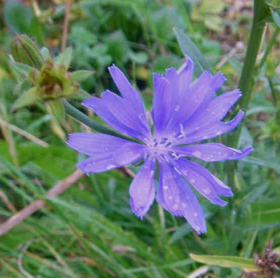 Blaue Blüte einer Wegwarte.