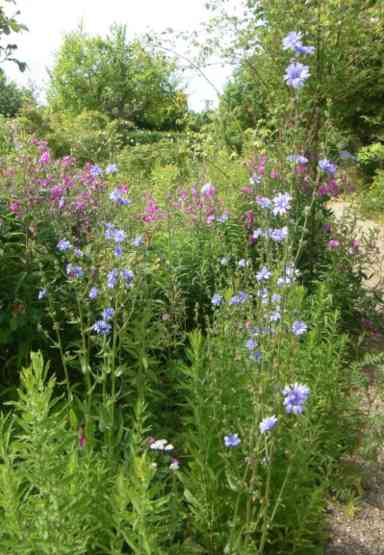 ‘Wegwarte’ am Gartenweg in blauer Blüte.