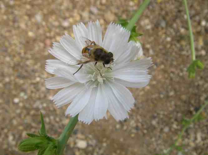 ‘Wegwarte’ mit weißer Blüte und einer Biene.