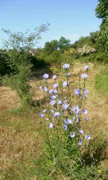 Wegwarte mit hellblauen offenen Blüten den Halmen entlang.