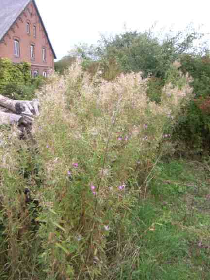 Weideröschen, Blüten und zahlreiche weiße längliche Samenstände.