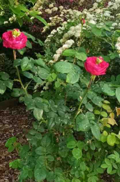Wie zuvor, die zierliche Pflanze mit Sprossung in Gesamtansicht im Garten.