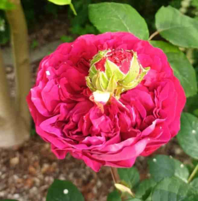 Gefüllte rote Blütenrosette mit Sprossung, Nahaufnahme.