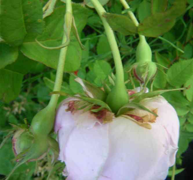 “Weiße Juno”, Blütendolde von unten auf Blütenkelche von Blüte und Knospen.
