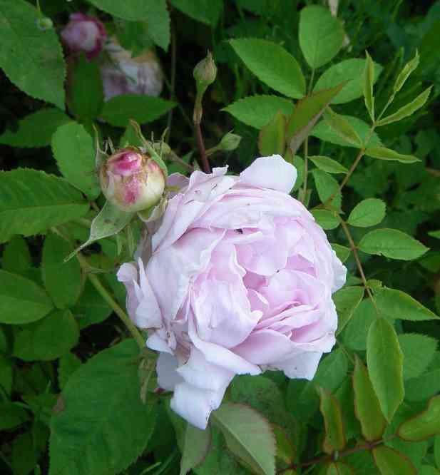 “Zart rosa gut gefüllte Blüte und eine rundliche Knopse von “Weiße Juno”.”