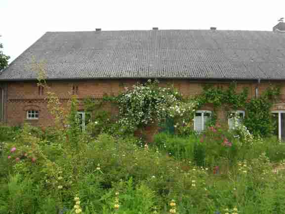‘Polstjaernan’, aufgeblühte Rose vor roter Ziegel-Hauswand aus einigen Metern Entfernung gesehen.