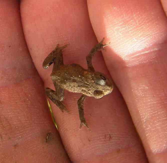 Kleiner brauner Frosch auf meiner Hand.