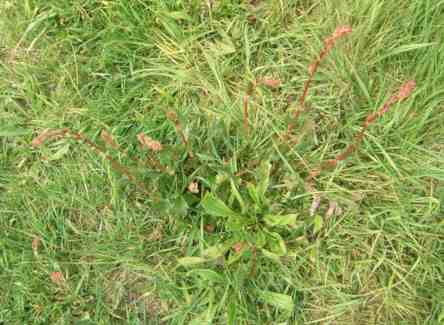 Junge Pflanze des Wiesen-Sauerampfers in Blüte.