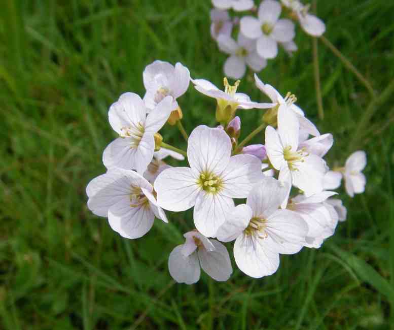 Wiesenschaumkraut, offene kleine weiß-rosa Blüten.
