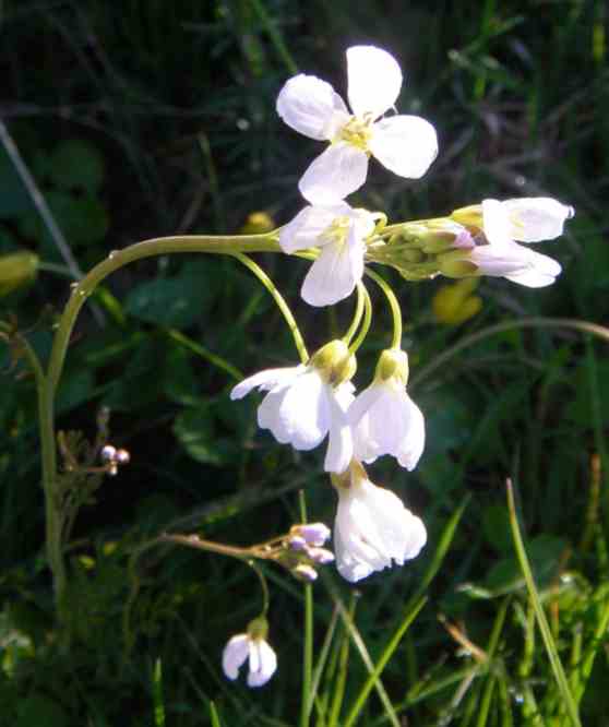 Weiß blühendes Wiesenschaumkraut mit rosafarbenen Knospen.