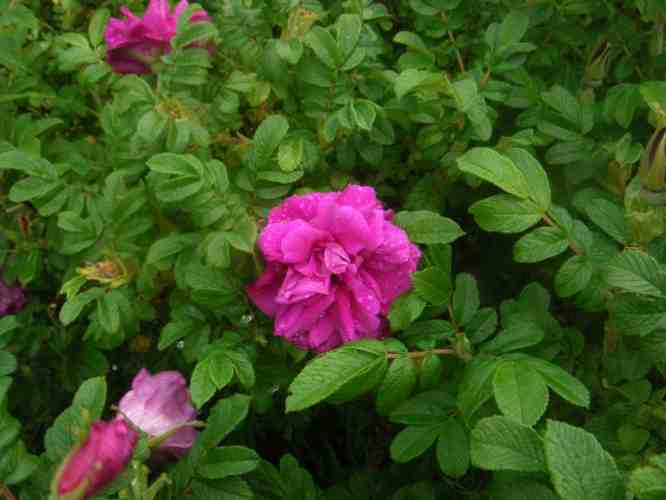 ‘Wild Pearl’, 