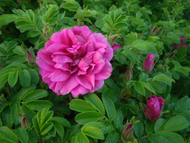 ‘Wild Pearl’, locker aber gut gefüllte Blüte am Strauch in Pink.