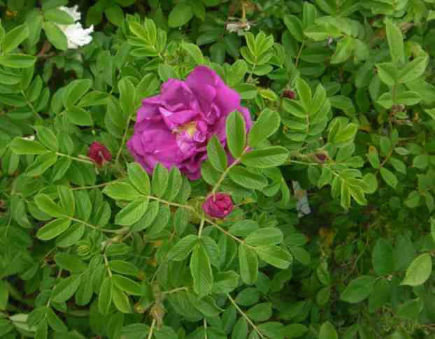 ‘Wild Sea’, blühende Jungpflanze.