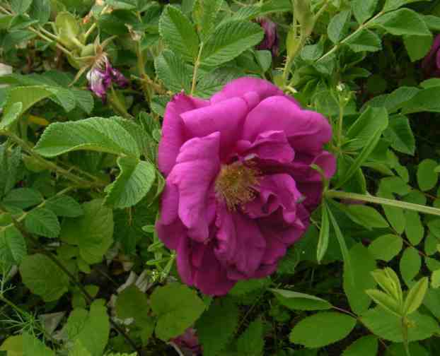 ‘Wild Sea’, offene große violette Blüte am jungen Strauch.