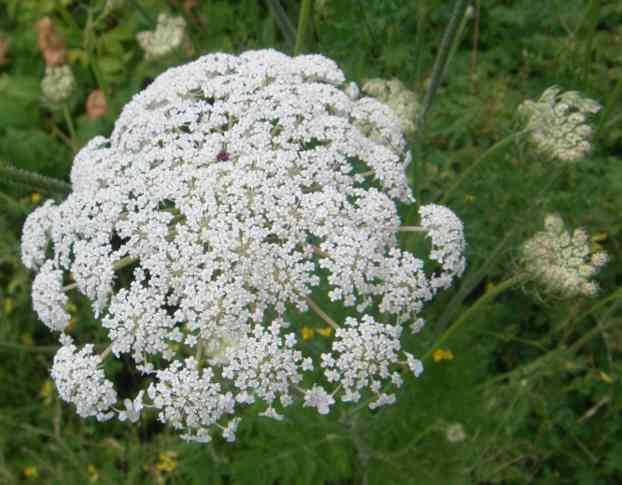 Weiße Blüte der Wilden Möhre, Nahaufnahme.