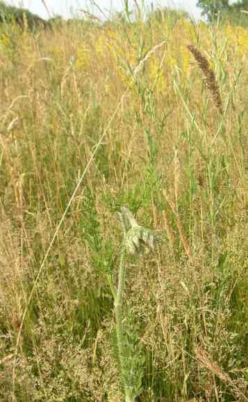 Wilde Möhre in Wiese kurz vor dem Aufblühen.