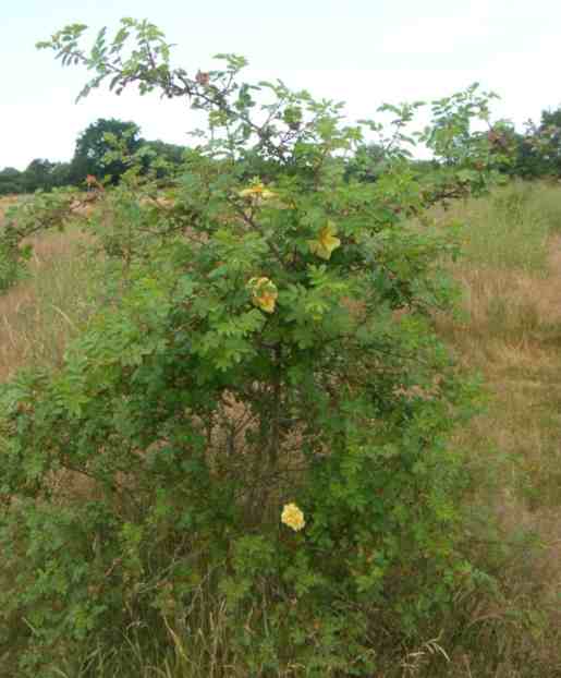 ‘Williams Double Yellow’ mit einer Handvoll gelben Blüten am schlanken Strauch um 150 cm.