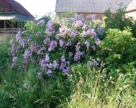 “Witzenhausen”, breiter, überhängender um 200 hoher blühender Strauch.