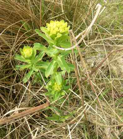 Wolfsmilchgewächs in gelber Blüte.